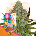 LA Kush Cake (Zamnesia Seeds) Feminiserade