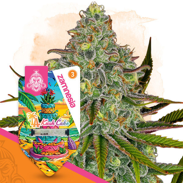 LA Kush Cake (Zamnesia Seeds) Feminiserade