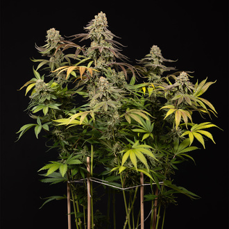 LA Kush Cake (Zamnesia Seeds) Feminiserade