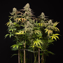LA Kush Cake (Zamnesia Seeds) Feminiserade