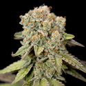 LA Kush Cake (Zamnesia Seeds) Feminiserade