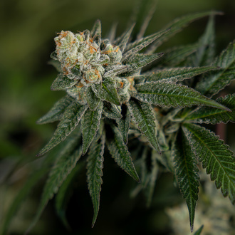 LA Kush Cake (Zamnesia Seeds) Feminiserade