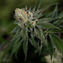 LA Kush Cake (Zamnesia Seeds) Feminiserade