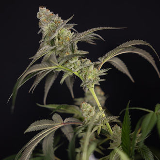 LA Kush Cake (Zamnesia Seeds) Feminiserade