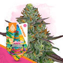 LA Kush Cake Autoflower (Zamnesia Seeds) Feminiserade