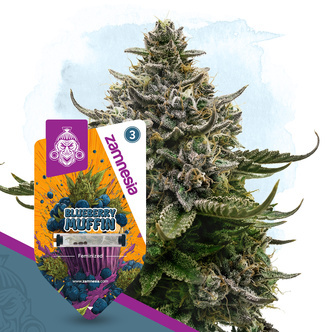Blueberry Muffin (Zamnesia Seeds) feminiserade