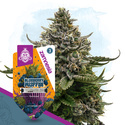 Blueberry Crumble (Zamnesia Seeds) Feminiserade