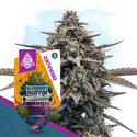 Blueberry Crumble Autoflower (Zamnesia Seeds) Feminiserade