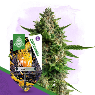 Mimosa Autoflower (Zamnesia Seeds) feminiserade