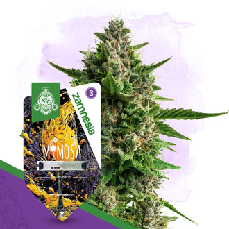 Mimosa Autoflower (Zamnesia Seeds) Feminiserade