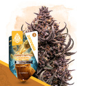 Peanut Butter Breath (Zamnesia Seeds) Feminiserade