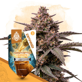 Peanut Butter Breath Autoflower (Zamnesia Seeds) feminiserade cannabisfr&ouml;n