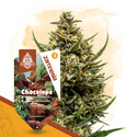 Chocolope (Zamnesia Seeds) Feminiserade
