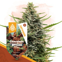 Chocolope Autoflower (Zamnesia Seeds) Feminiserade
