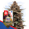 London Pound Cake (Zamnesia Seeds) Feminiserade