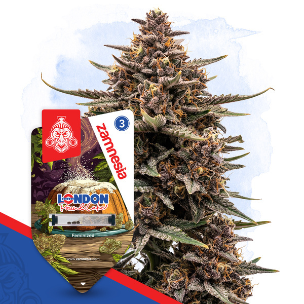 London Pound Cake (Zamnesia Seeds) Feminiserade