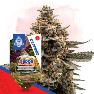 London Pound Cake Autoflower (Zamnesia Seeds) Feminiserade