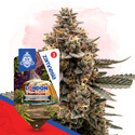 London Pound Cake Autoflower (Zamnesia Seeds) Feminiserade