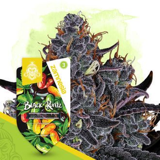 Black Runtz (Zamnesia Seeds) Feminiserade