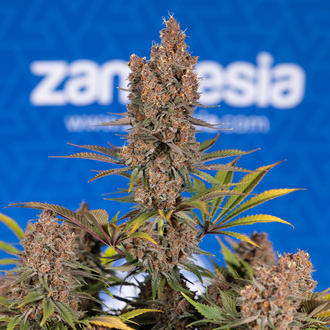 Black Runtz (Zamnesia Seeds) Feminiserade