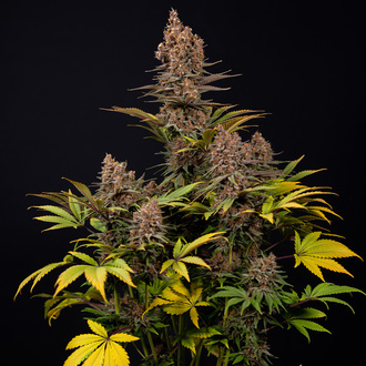 Black Runtz (Zamnesia Seeds) Feminiserade