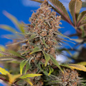 Black Runtz (Zamnesia Seeds) Feminiserade