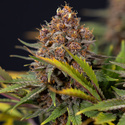 Black Runtz (Zamnesia Seeds) Feminiserade