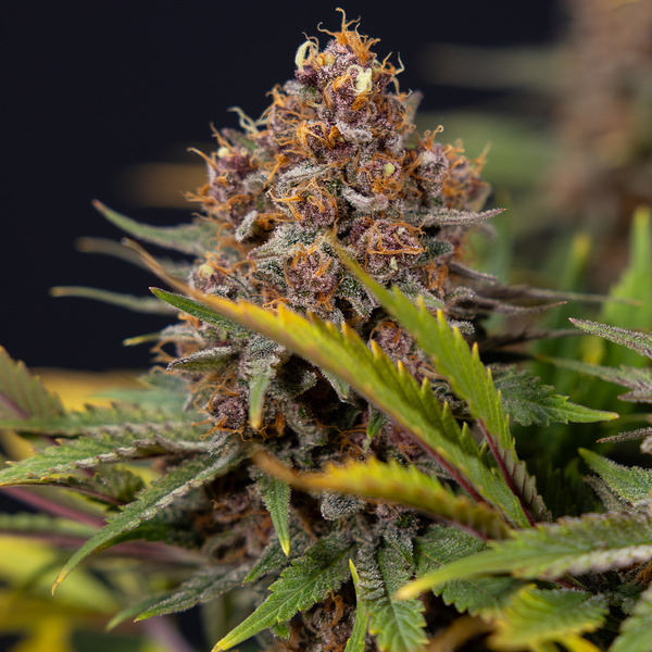 Black Runtz (Zamnesia Seeds) Feminiserade