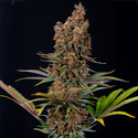 Black Runtz (Zamnesia Seeds) Feminiserade