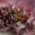 Black Runtz (Zamnesia Seeds) Feminiserade