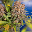 Black Runtz (Zamnesia Seeds) Feminiserade