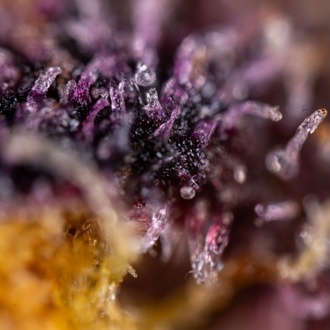 Black Runtz (Zamnesia Seeds) Feminiserade