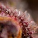 Black Runtz (Zamnesia Seeds) Feminiserade