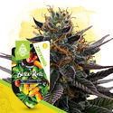 Black Runtz Autoflower (Zamnesia Seeds) Feminiserade
