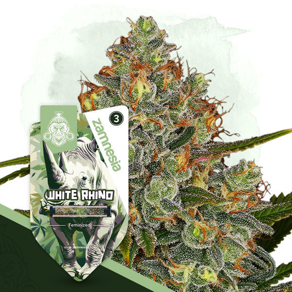 White Rhino (Zamnesia Seeds) Feminiserade