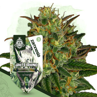 White Rhino Autoflower (Zamnesia Seeds) Feminiserade