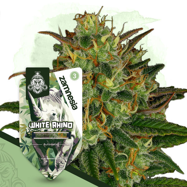 White Rhino Autoflower (Zamnesia Seeds) Feminiserade