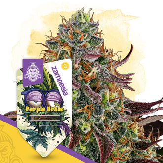 Purple Urkle (Zamnesia Seeds) Feminiserade