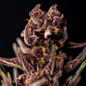 Purple Urkle (Zamnesia Seeds) Feminiserade