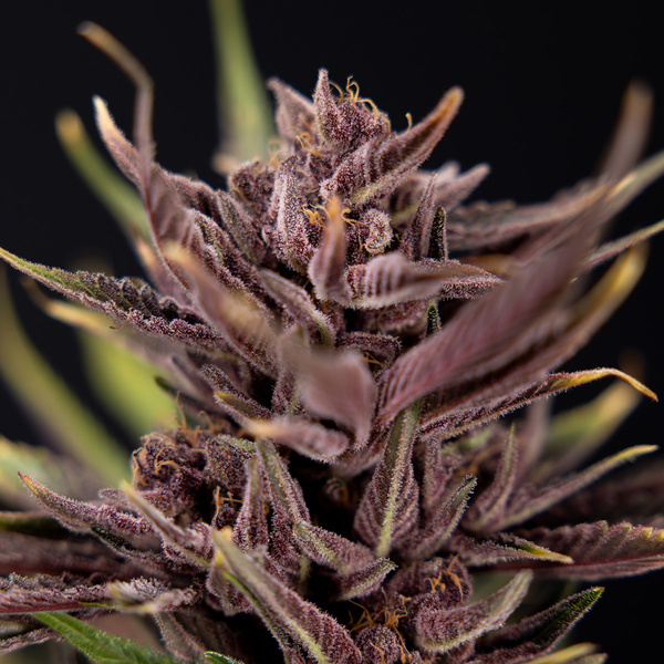 Purple Urkle (Zamnesia Seeds) Feminiserade