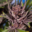 Purple Urkle (Zamnesia Seeds) Feminiserade