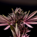 Purple Urkle (Zamnesia Seeds) Feminiserade