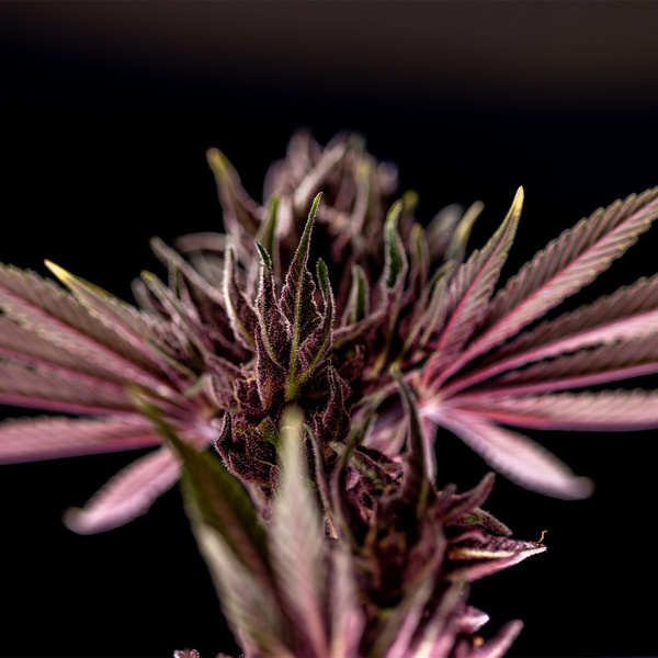 Purple Urkle (Zamnesia Seeds) Feminiserade