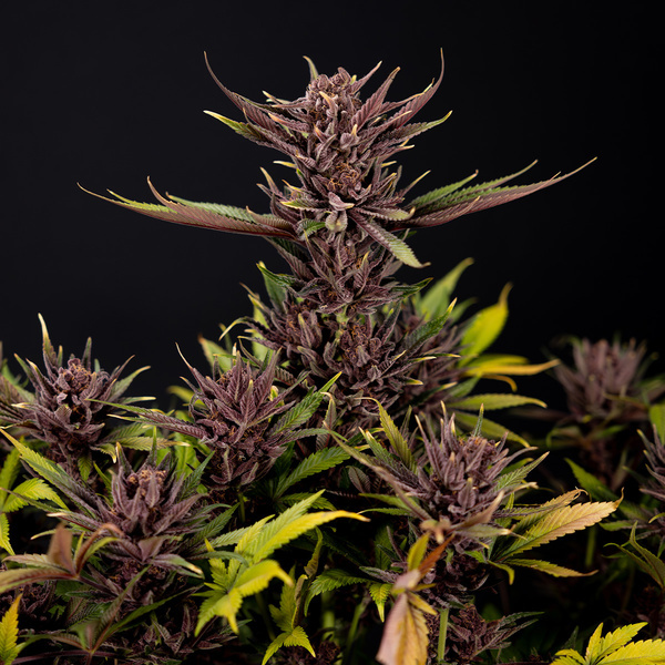 Purple Urkle (Zamnesia Seeds) Feminiserade