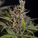 Purple Urkle (Zamnesia Seeds) Feminiserade