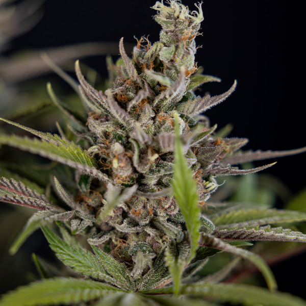 Purple Urkle (Zamnesia Seeds) Feminiserade