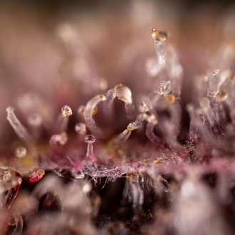 Purple Urkle (Zamnesia Seeds) Feminiserade