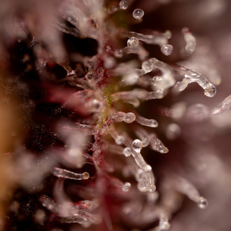 Purple Urkle (Zamnesia Seeds) Feminiserade