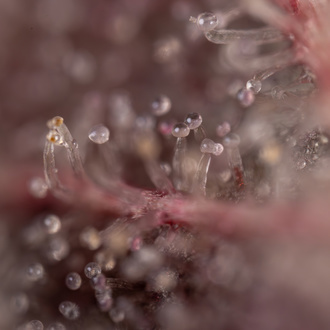 Purple Urkle (Zamnesia Seeds) Feminiserade