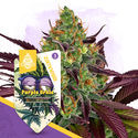 Purple Urkle Autoflower (Zamnesia Seeds) Feminiserade